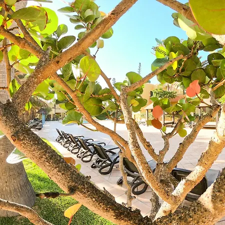 公寓 Drago 1 Atlantic Garden 科拉雷侯